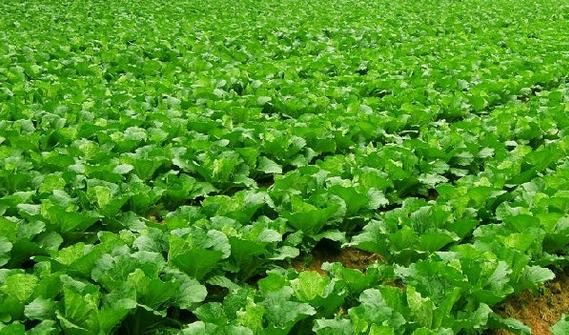 大白菜定苗后用什么灌根最好?