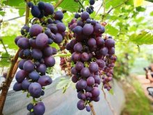 <b>葡萄花果期养护要点</b>