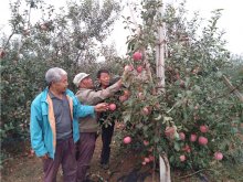 <b>苹果霉心病的综合防治技术</b>