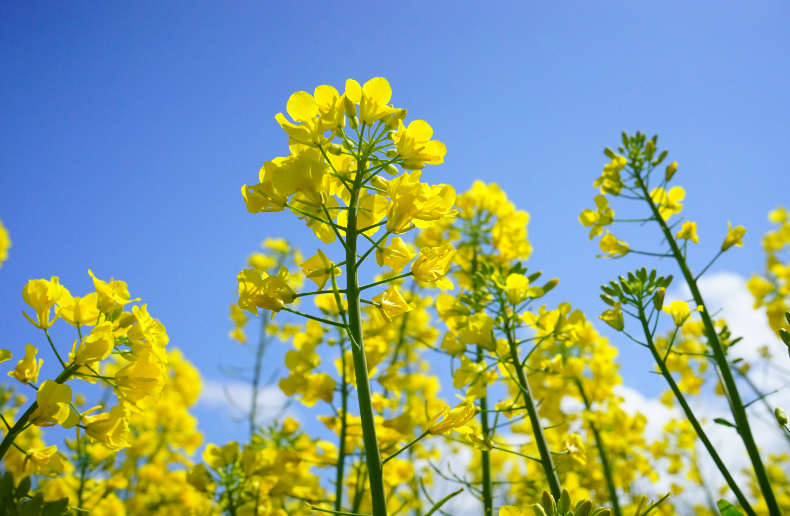 油菜花特点和花期,花语是什么?