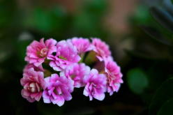<strong>福寿花如何种植？一般几月播种？</strong>