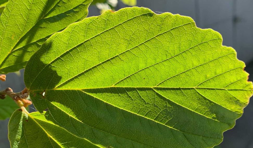 花叶光照过强会死吗？光对植物有哪些意义？