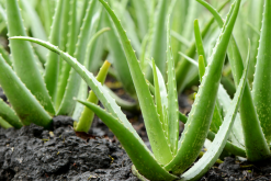 <strong>夏季不能暴晒的几种家庭植物！</strong>