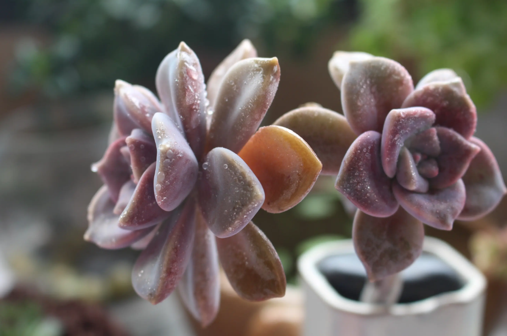 紫乐是什么植物?紫乐好养吗?