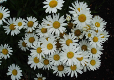 <strong>雪菊是菊花的一种吗？有哪些特点？</strong>