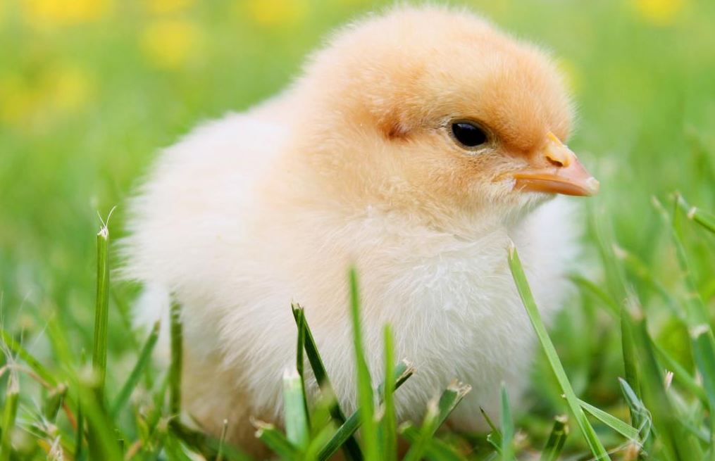 小鸡孵化的过程要注意些什么？人工孵蛋的具体步骤有哪些？