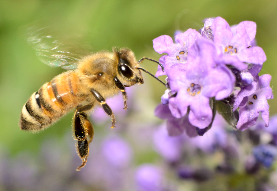 蜜蜂常见病虫特点和危害？