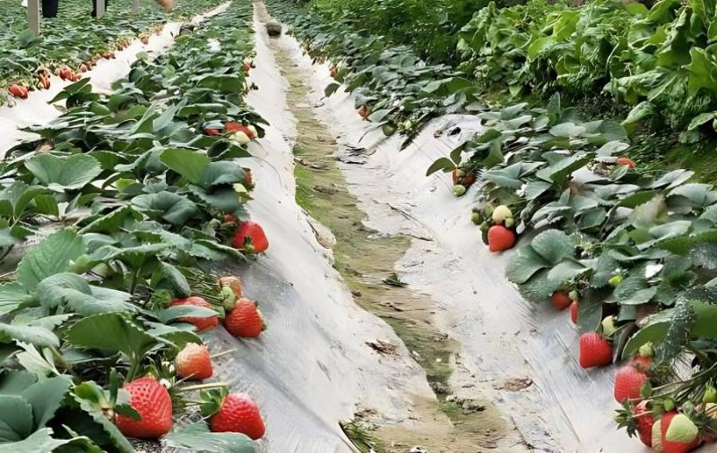 如何防治温室草莓畸形果?