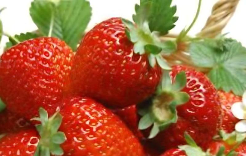 草莓脱毒苗是什么，有什么特点