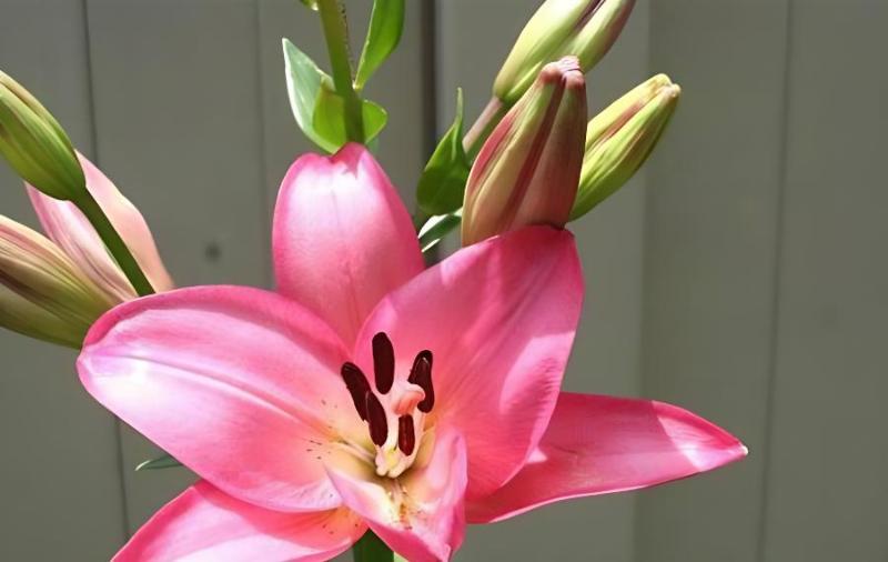 百合花叶子打卷是怎么回事?