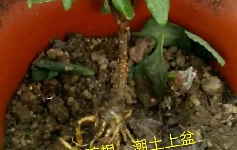 瑞香花积水怎么办？