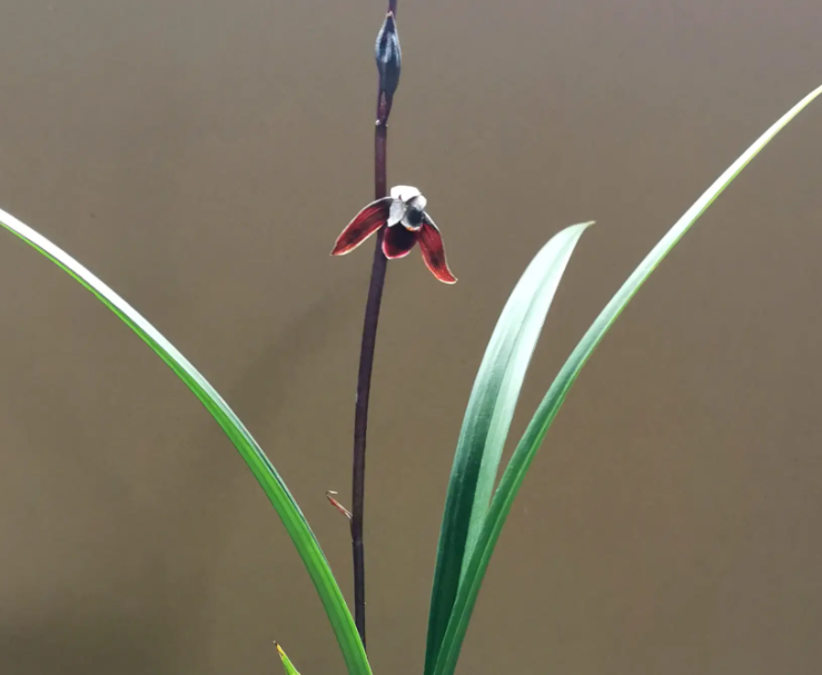 墨兰什么时候开花?有哪些名品?