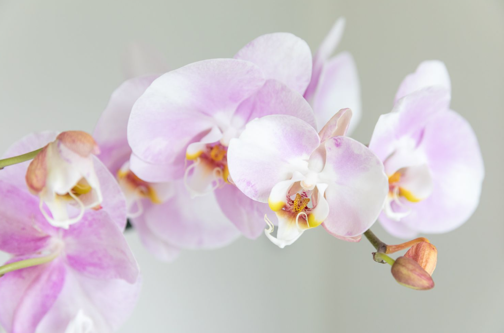 蝴蝶兰开花时为什么不能施肥?