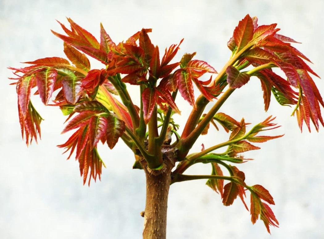  香椿芽、臭椿芽和漆树芽怎么分辨？