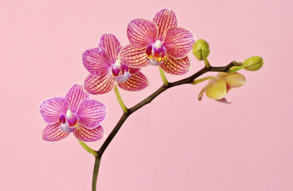 兰花中的色花,素花,复色花和素心是什么?