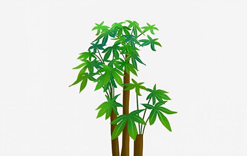 发财树根部腐烂,茎部软了怎么救治