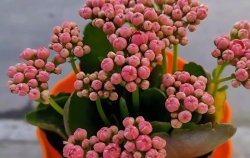 <strong>秋季快结束长寿花没有开花苞怎么办？</strong>