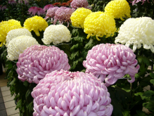 <strong>常见进口菊花品种有哪些？</strong>