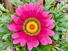 <strong>勋章菊有哪几种颜色？勋章菊的生长特性</strong>