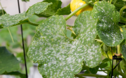 <strong>植物病变后变化分为哪几种类型？</strong>