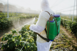 <strong>植物病毒病病害特点介绍和危害</strong>