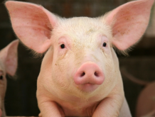 <b>猪增生性回肠炎治疗中影响用药效果的因素</b>
