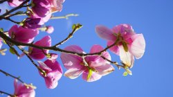 <strong>玉兰花有毒吗，玉兰花可以放在室内吗</strong>