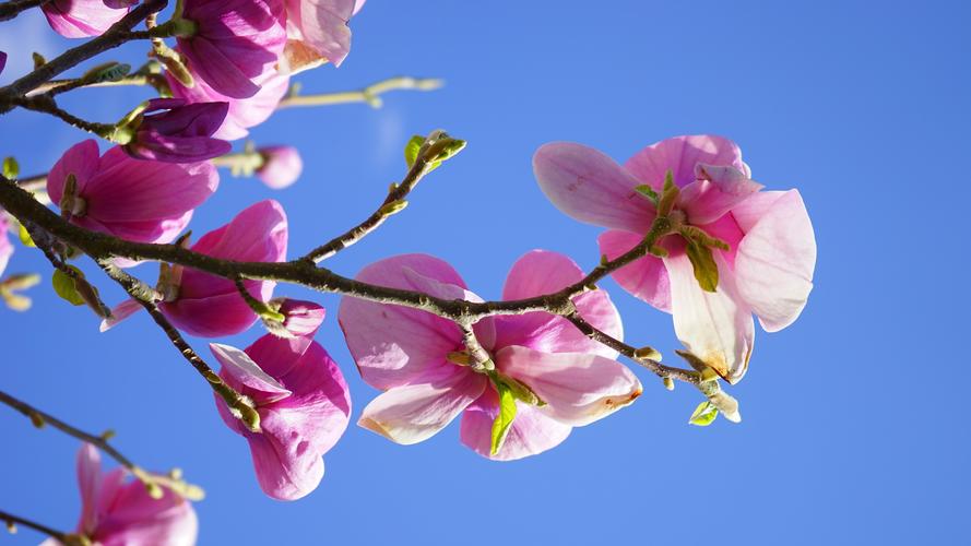 玉兰花有毒吗,玉兰花可以放在室内吗