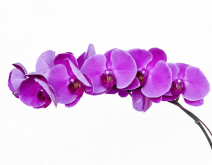 <strong>蝴蝶兰第二年再开花的养护要点</strong>