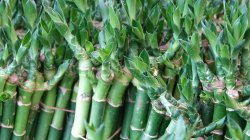 <strong>荷花竹怎么水培？荷花竹的水培方法</strong>