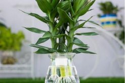 <strong>荷花竹的风水作用 荷花竹摆放在哪里好</strong>