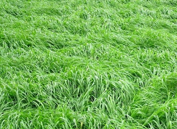 多年生黑麦草什么时候播种好?