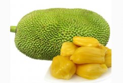 <strong>菠萝蜜采果后如何施肥？菠萝蜜采果后需要施</strong>