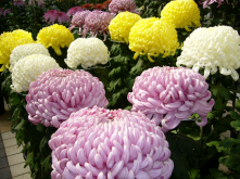 <strong>菊花有那些特点？有哪些品种？</strong>