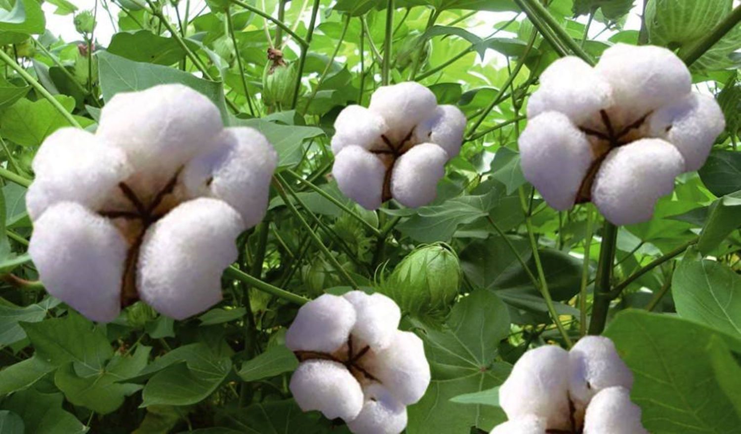 棉花生长过旺怎么办 棉花生长过旺怎么处理