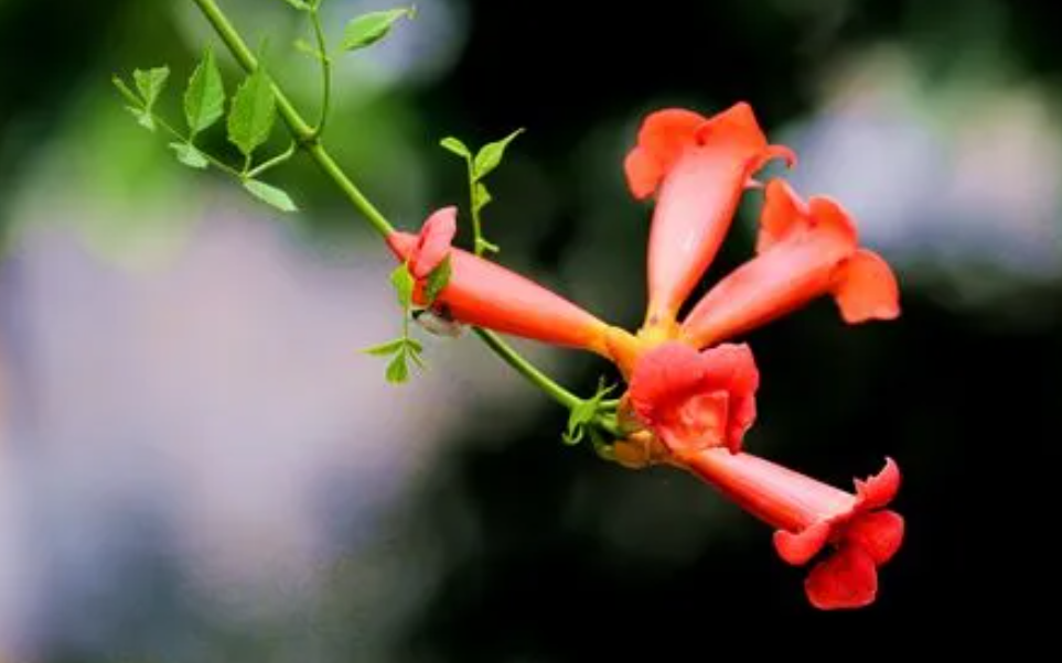凌霄花适合在哪些地区种植?