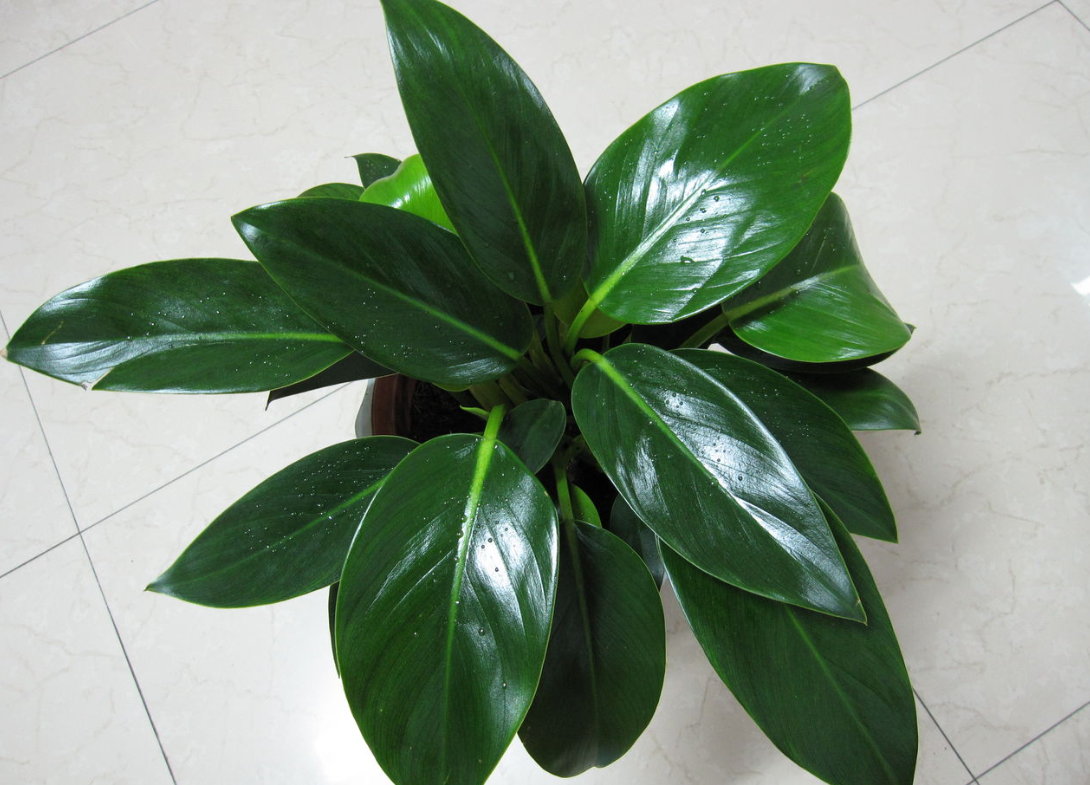 金钻一年开几次花?花期多长?