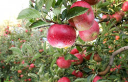 <strong>果树不同季节修剪最佳时间？</strong>