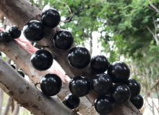 <strong>嘉宝果栽种时间和管理要点！</strong>