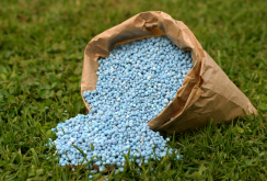 <strong>磷肥怎样使用才是正确的？</strong>