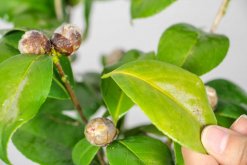 <strong>山茶花介壳虫怎样防治？山茶花介壳虫防治措</strong>