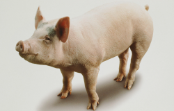 <b>猪有多少个乳头？影响猪乳头数量的因素有哪些？</b>