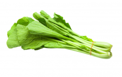 <strong>芥菜种植的时间和方法</strong>