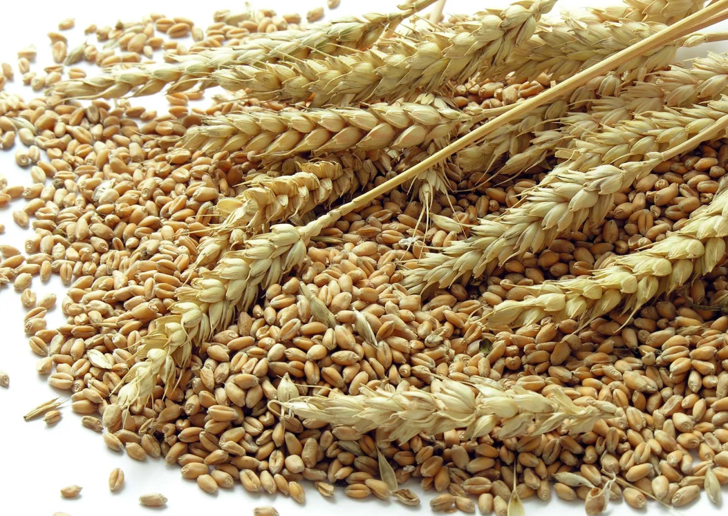 影响麦种亩产斤数的因素？