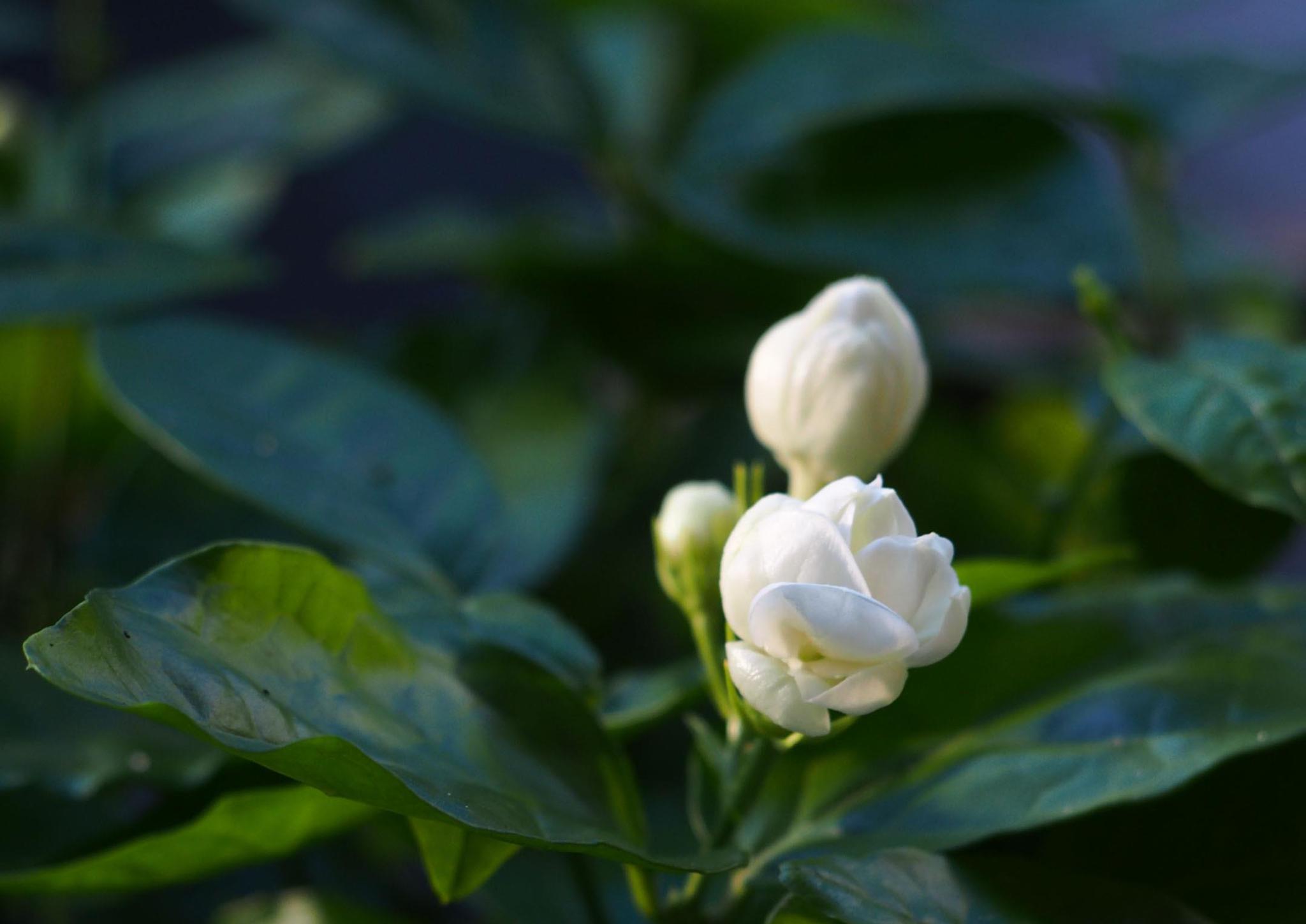 茉莉花的花语，茉莉花代表什么