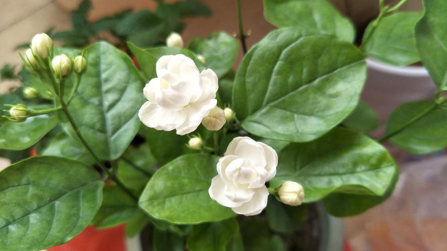 毛茉莉与茉莉花有什么区别,毛茉莉与茉莉花的区别