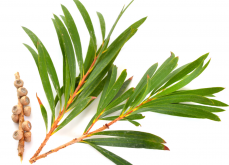 <strong>茶果间种植方式有哪些？</strong>