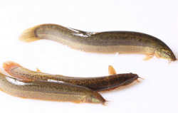 <strong>泥鳅可以用来钓鱼吗？常见钓鱼饵料介绍</strong>