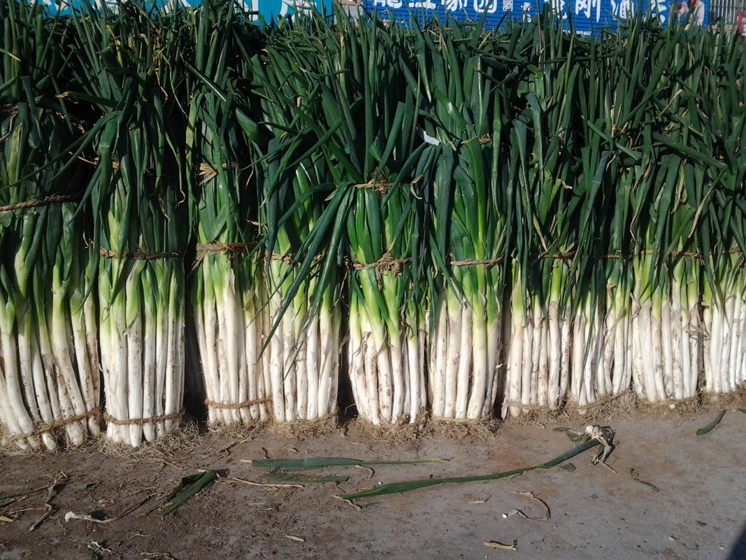 大葱秋季种植想要高产?需要注意什么?