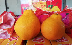 <strong>丑橘是什么季节的水果？</strong>
